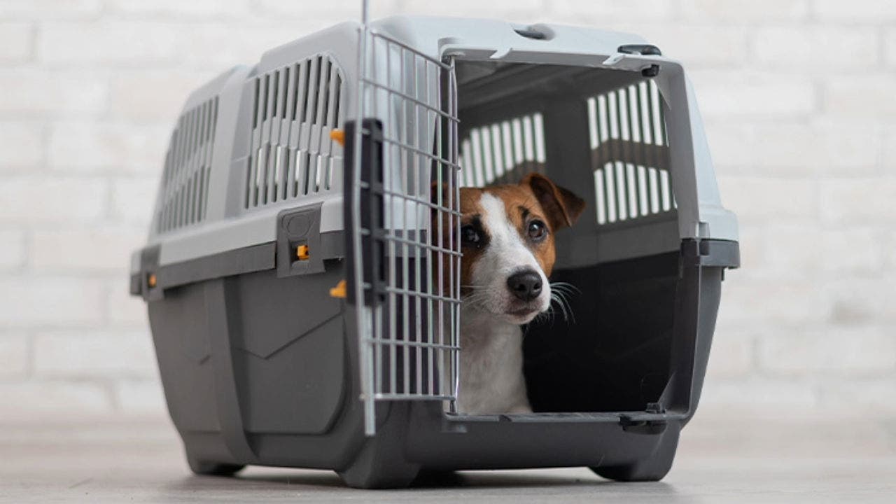 Imagem constituída por um cão, de pelo branco e castanho, deitado dentro de uma transportadora rígida cinzenta e branca com travas e pinos da porta cor de laranja. A transportadora encontra-se pousada num chão em mosaico branco e com a porta frontal, em metal, aberta, permitindo ao cão espreitar para fora da transportadora.